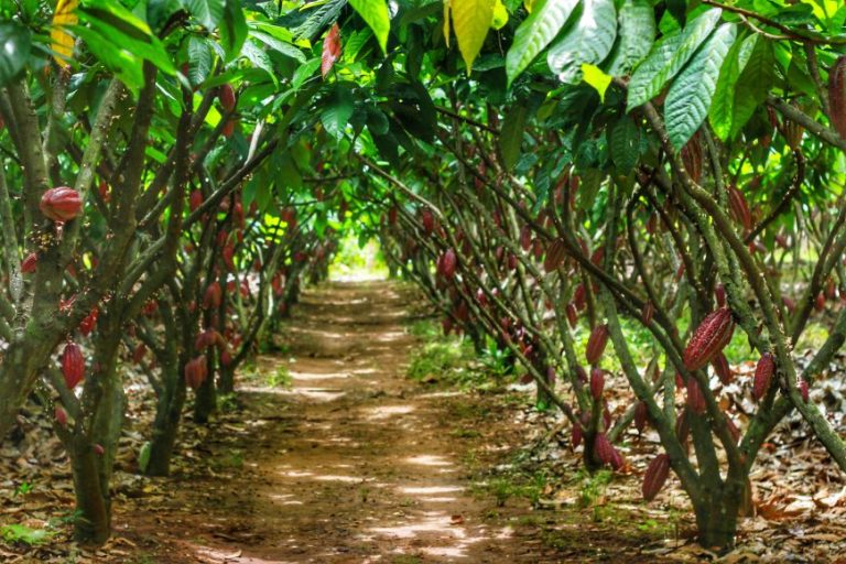 Reuniao-com-produtores-zona-rural-em-jaru-06.04